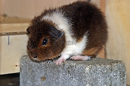 豚鼠,雷克斯幾內(nèi)亞豬,goldagouti 白