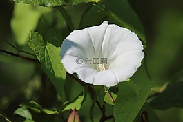 性質(zhì),植物,工作表
