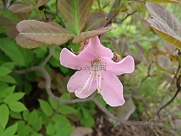 鮮花,大自然,貼上