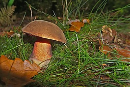 cep,真菌,牛肝菌