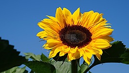 太陽花,太陽,夏季