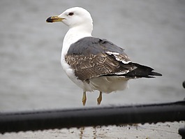 鷗,海鷗,鳥