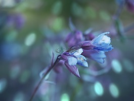鮮花,花園,植物
