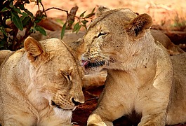 獅子,非洲,野生動物園