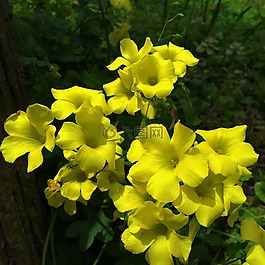 我們,okisaris,pescaprae