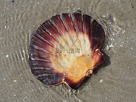 外殼,海灘,海