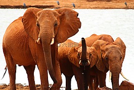 象,野生動物園,非洲