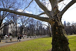 紐約,中央公園,性質(zhì)