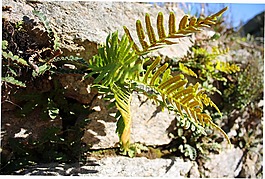 蕨類植物,自然,植被