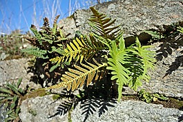 蕨類(lèi)植物,植物,植被
