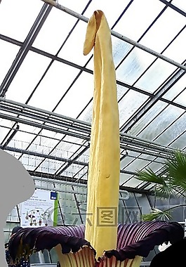 titanenwurz,廠,開花