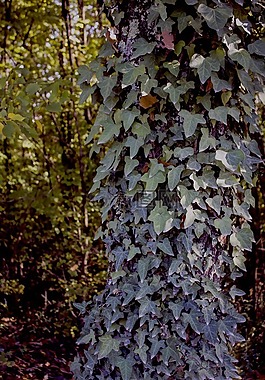 常春藤,履帶板,植物