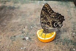 蝴蝶,bug,性質(zhì)