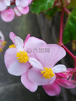 鮮花,粉紅色,黃色