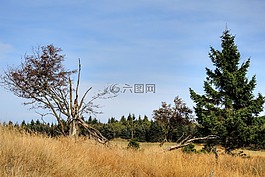 樹,云杉,性質