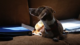 doxie,狗,最好的朋友