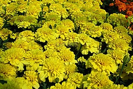 鮮花,植物,黃色