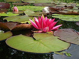 水中百合,紅色,灰塵