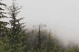 常綠,高山,薄霧