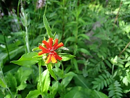 学生康乃馨,花卉,橙色