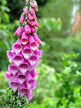 花,夏季,性質