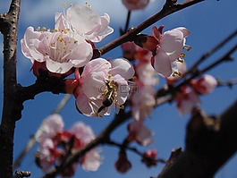鲜花,春天,分支机构