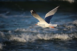 海鷗,海,格但斯克