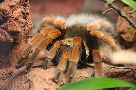 蜘蛛,動(dòng)物,動(dòng)物園