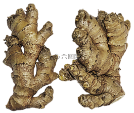 姜,根莖,姜根