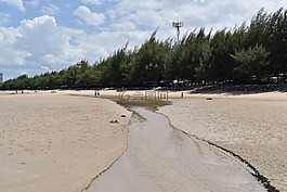 松樹,沙灘,波
