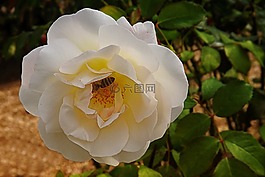 玫瑰,白,開花