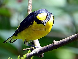 鳥,黃色,黑色