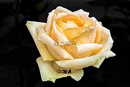 玫瑰,黃色,開花