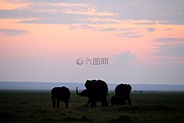 上午,大象,非洲