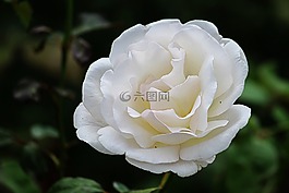 玫瑰,白,開花