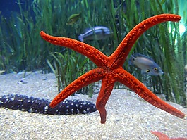 海星,水,海