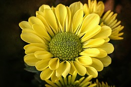 花,性質(zhì),秋季