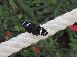 蝴蝶,繩,綠色