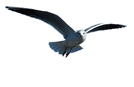 海鷗,鳥(niǎo),動(dòng)物