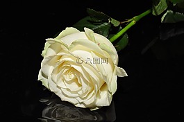 ros,白,花卉