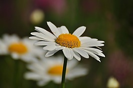 黛西,花卉