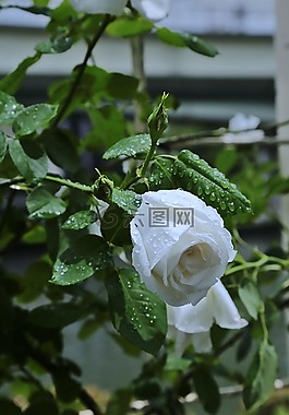 鮮花,日本,玫瑰