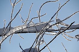 冬天,雪,寒冬