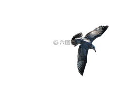 鳥(niǎo),飛,白
