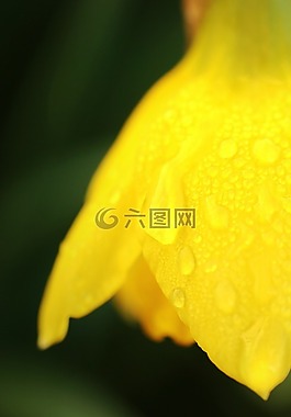 花,特寫(xiě),黃色