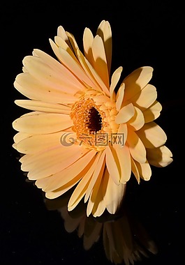 花卉,開(kāi)花,夏天花