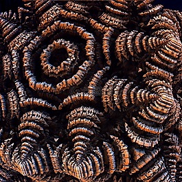 有機(jī),生物,給予