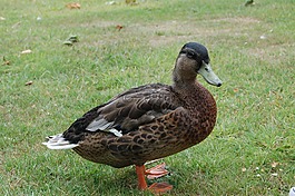 鴨,鳧,quackers