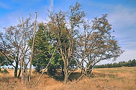 樹,分支機構(gòu),秋