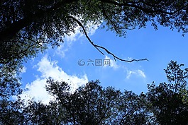 森林,樹木,天空